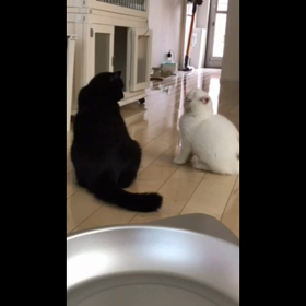 喧嘩をうってみたの画像