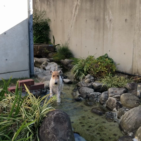 寒中水泳。。。の画像