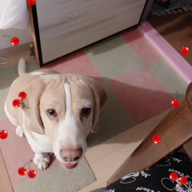 今日は眠れない日です(--;)の画像