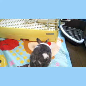 昼間の部屋んぽの画像