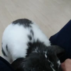 動画ばかりですみません(*´-`)の画像