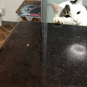 今日のテンの画像