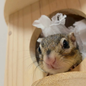 シマリスの睡眠について。の画像