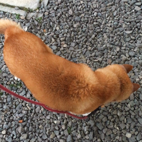 くるくる。の画像