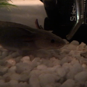 スッと...の画像