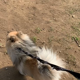 4月22日10わんこと1時間遠足  代々木公園の画像