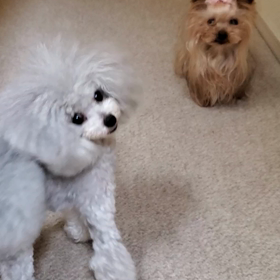 何だか...の画像