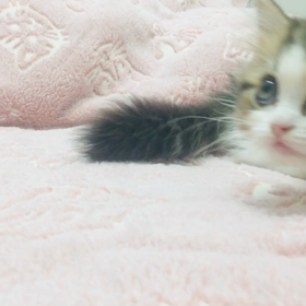 新人さんの画像