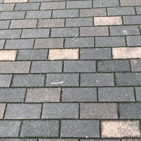 でっかいシーズー一緒に帰ろうの画像