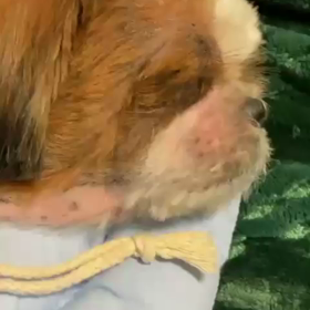 ほたるトライアル報告⑧の画像