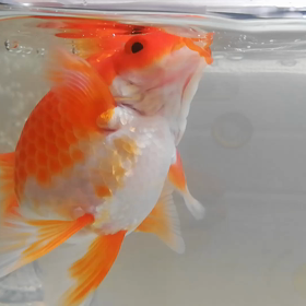 今回は物作りをお休みします(飯田琉金☆カイちゃん☆動画)の画像