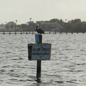 ペリカンの画像