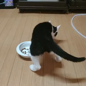 途中で目的が変わる山田プリン(仮)の画像