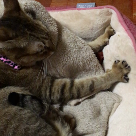 ミーちゃんのフミフミの画像