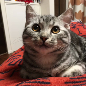 おしゃべりねこの画像