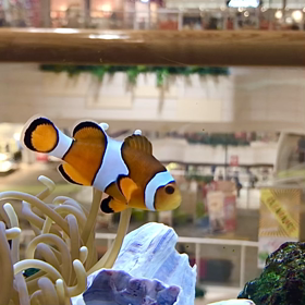 ニモ熱帯魚色々の画像