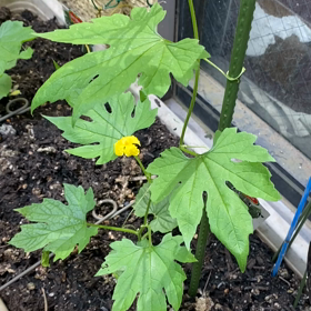 supreme農園順調ですの画像