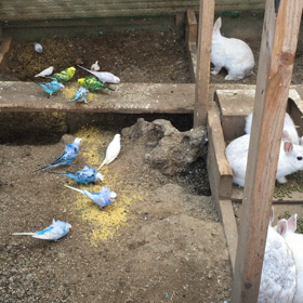 今日のフライングルームの画像