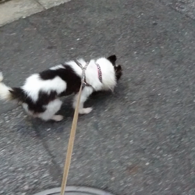 ひらりちゃん 付き合いイイねの画像