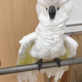 タイハクの画像