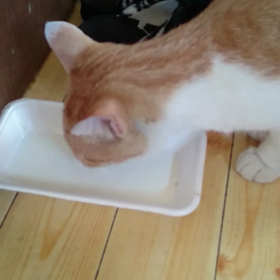 喉が渇いたぁの画像