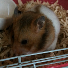 プリンさん、どこへの画像