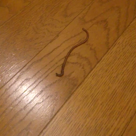 誰～！？の画像