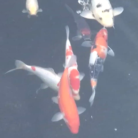 不安定な一週間・・・。の画像