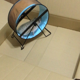 デビューの画像