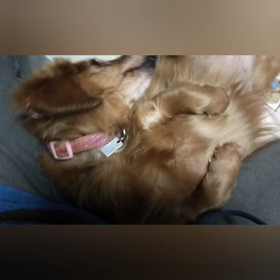 わが家のあいどる✌とろろちゃんの画像