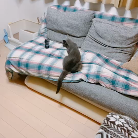 うちの猫をたまにはと思いまして。の画像