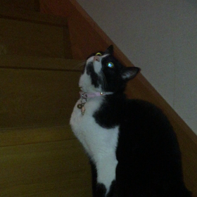 光を放つ目の画像