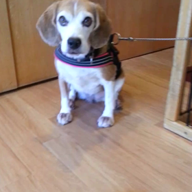 散歩のあとは旨いね～♪の画像