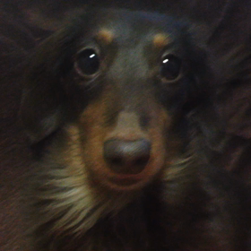 モモ吉の訴えの画像