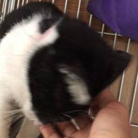 山武市からのモナカちゃん応募あり❣️の画像