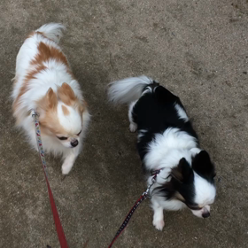 今日NENEとMiMiが12歳のお誕生日を迎えましたの画像