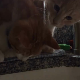 4年前のCocoとChachaの画像