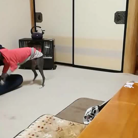 ボールキャッチ練習中(>ω<)の画像