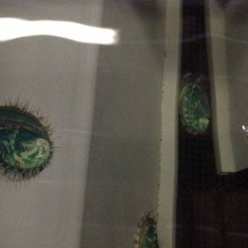 バクチャー鮑の画像