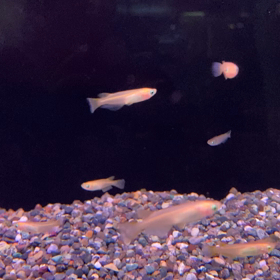 癒されるメダカの画像