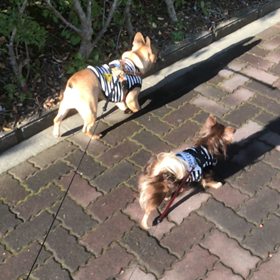 デッドヒート  ψ(｀∇´)ψの画像