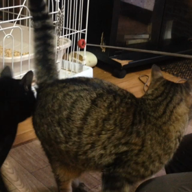 【動画】にゃんトレ 2回目の画像