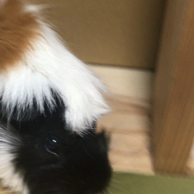 部屋んぽの画像