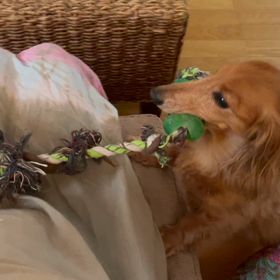 おーい息子達よーの画像