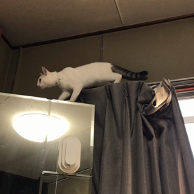 今日のテンの画像