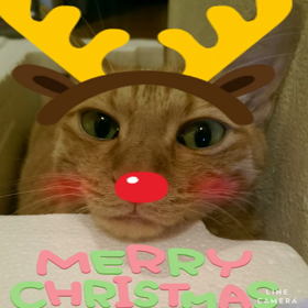 メリークリスマス～～の画像