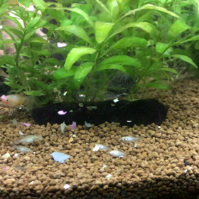 水槽の中の画像