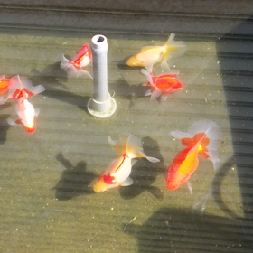 アライグマ…の画像