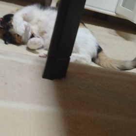 今日も可愛いの画像