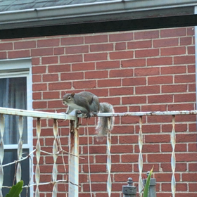 Squirrel in St. Louis (^◇^;)/の画像